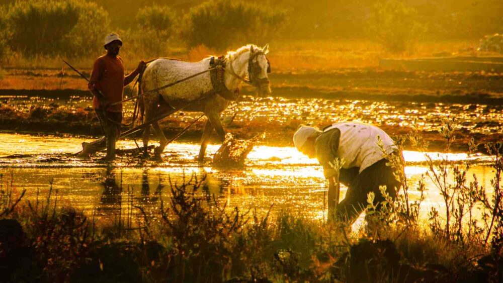 Natural Farming